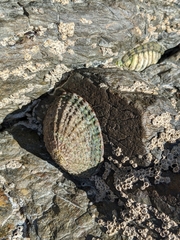 Cellana denticulata