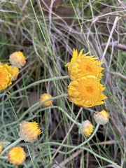 Leucochrysum albicans albicans
