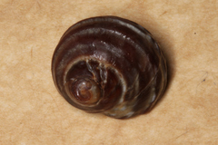 Littorina brevicula