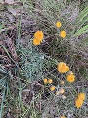 Leucochrysum albicans albicans