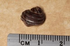 Littorina brevicula