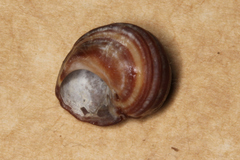 Littorina brevicula