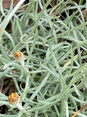 Leucochrysum albicans albicans