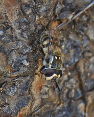 Copestylum marginatum