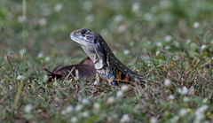 Leiolepis belliana