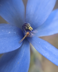 Thelymitra crinita