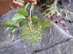 Eleutherococcus trifoliatus