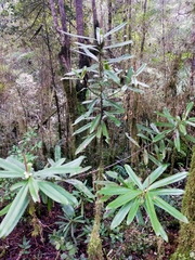 Myrsine salicina