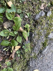 Cyclospermum leptophyllum