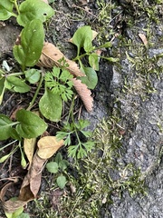 Cyclospermum leptophyllum