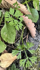 Cyclospermum leptophyllum