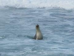 Neophoca cinerea