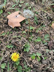 Taraxacum mongolicum