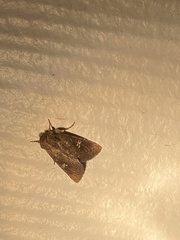Eriopygini