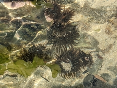 Isactinia olivacea