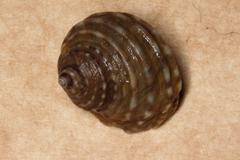 Littorina brevicula