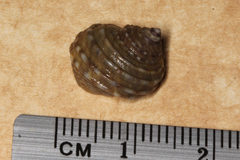 Littorina brevicula