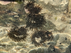 Isactinia olivacea