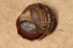 Littorina brevicula