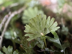 Hymenophyton flabellatum