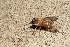 Pangoniinae