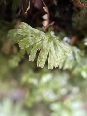 Hymenophyton flabellatum