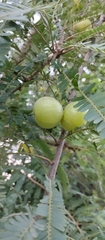 Phyllanthus emblica