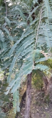 Phyllanthus emblica