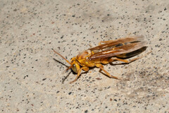 Agelaia constructor