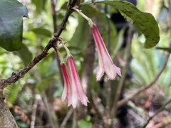 Alseuosmia macrophylla