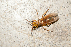 Agelaia constructor