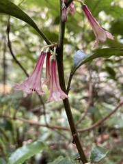 Alseuosmia macrophylla