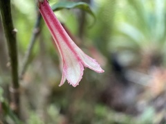 Alseuosmia macrophylla