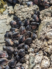 Xenostrobus neozelanicus