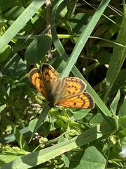 Lycaena