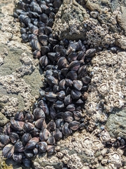 Xenostrobus neozelanicus