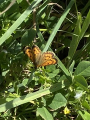 Lycaena