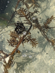 Carpophyllum maschalocarpum