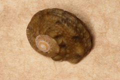 Lunella correensis