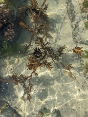 Carpophyllum maschalocarpum