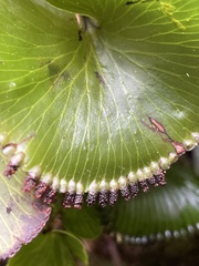 Hymenophyllum nephrophyllum