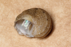 Lunella correensis