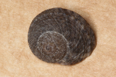 Trochoidea