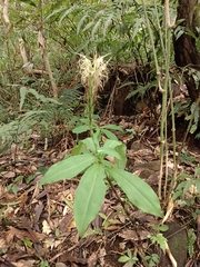 Habenaria pantlingiana