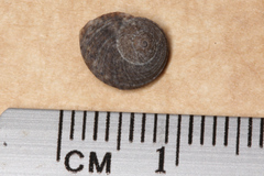 Trochoidea