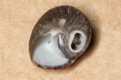 Trochoidea