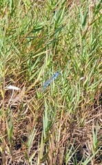 Austrolestes annulosus