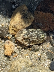 Isocladus armatus