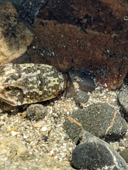 Isocladus armatus