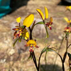 Diuris corymbosa